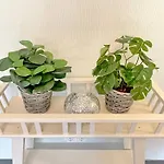Sonnenring Appartement